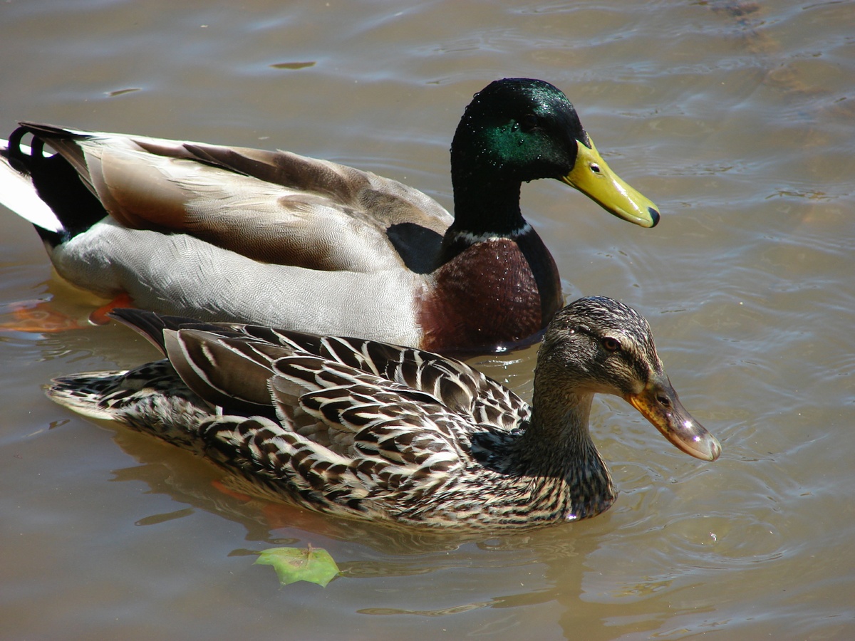 difference between male and female mallard ducks