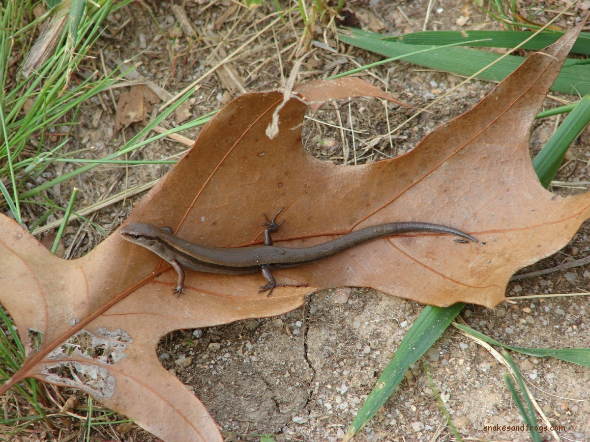 Ground Skink Page