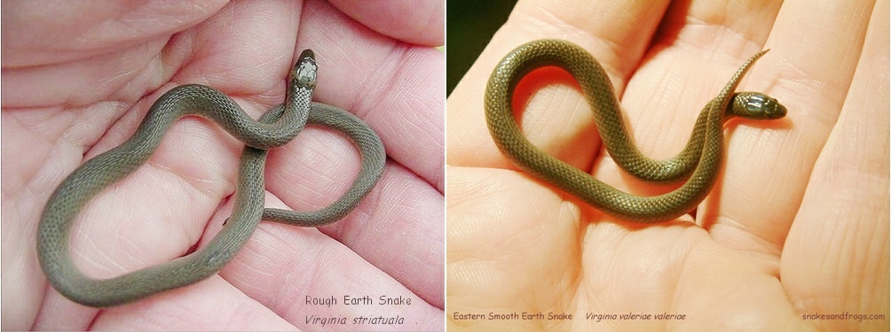 smooth earth snake