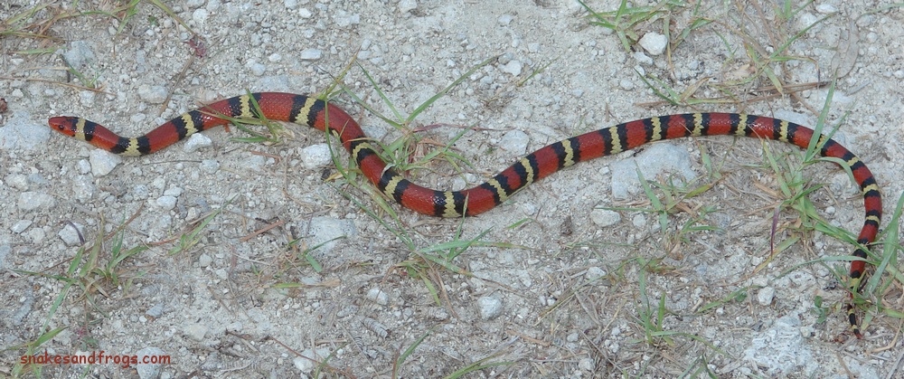 scarlet king snake vs coral snake
