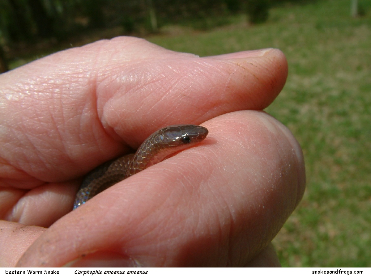 eastern worm snake