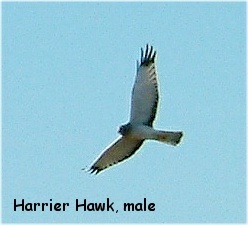 Northern Harrier Hawk Page