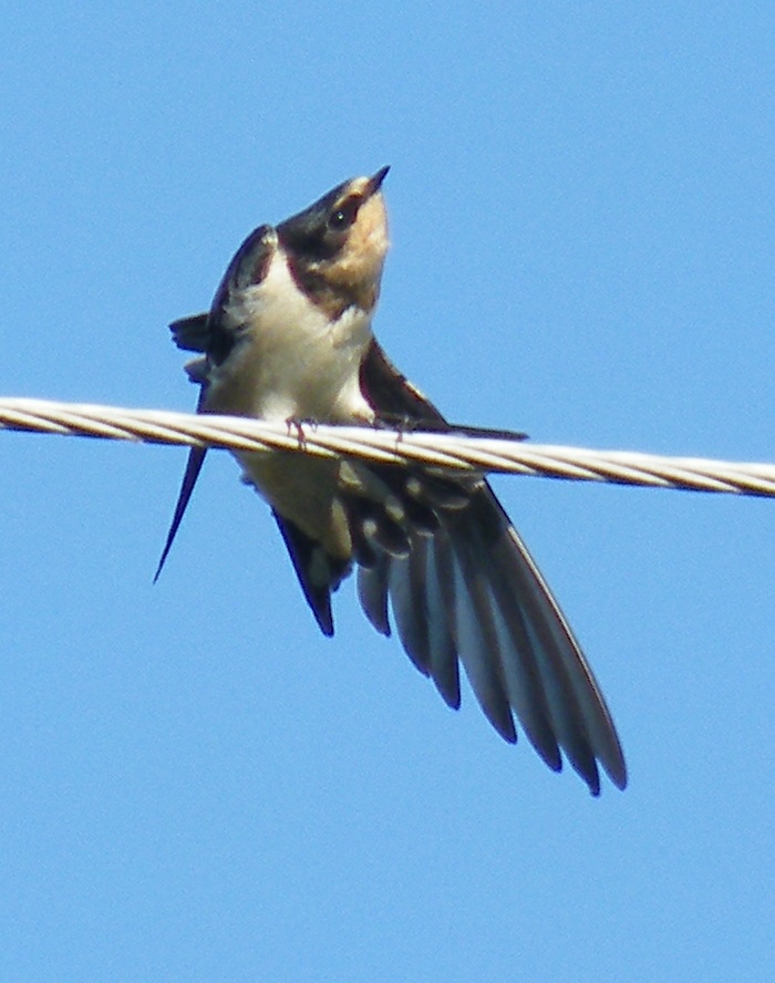 SC South Carolina Bird Pictures Page: Swallow-like Birds