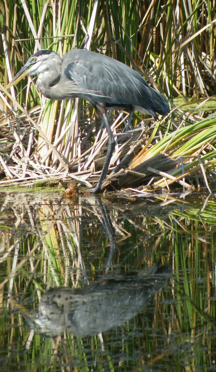 SC South Carolina Bird Pictures Page: Wading Birds