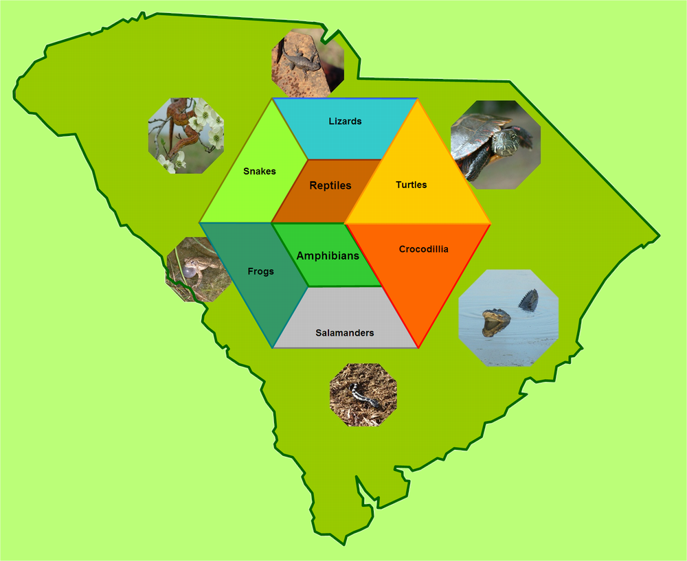 South Carolina Reptiles and Amphibians Species' Index Page