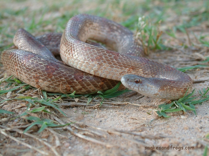 Mole Snake Page