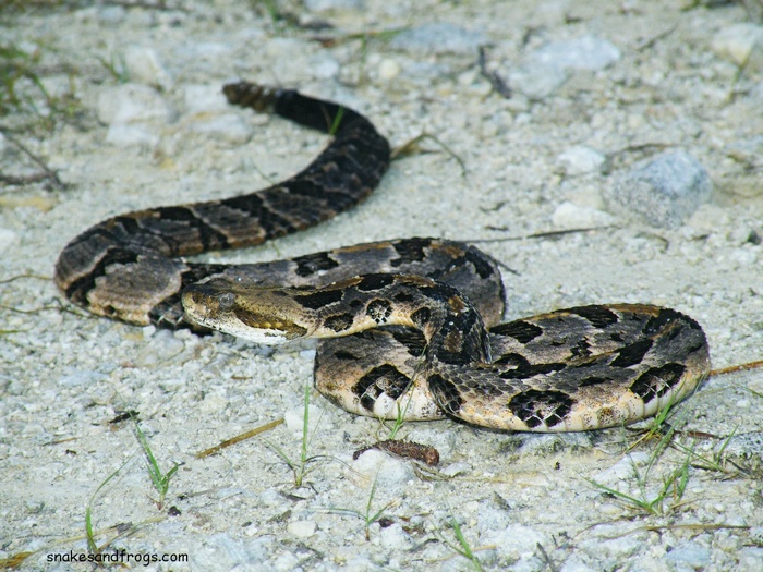 Timber Rattle Snake Page